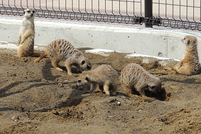ミーアキャット/あらかわ遊園（東京都／荒川区）