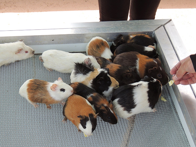 モルモットやウサギがいるふれあいコーナー/あらかわ遊園（東京都／荒川区）
