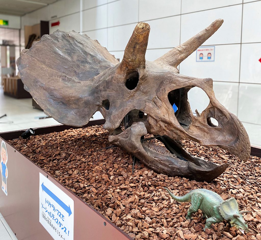 トリケラトプスの頭骨/板橋区立教育科学館(東京都)