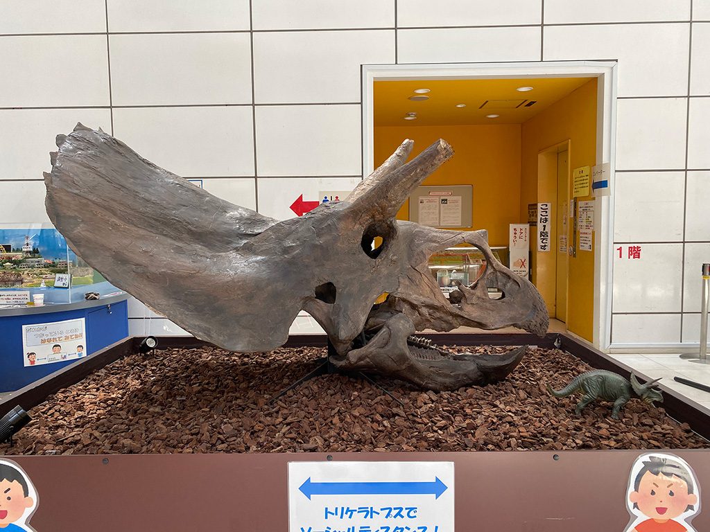 トリケラトプスの頭骨/板橋区立教育科学館(東京都)