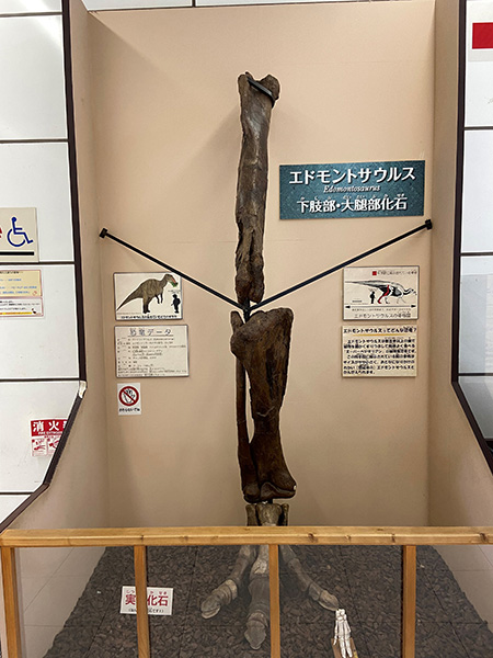 エドモントサウルスの足の化石/板橋区立教育科学館(東京都)
