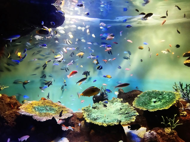 海の世界が広がる館内/宮島水族館（広島県／廿日市）