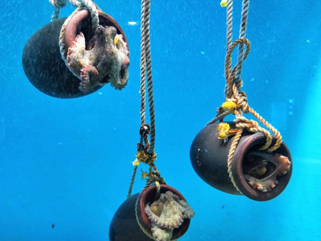 タコ壺の中に入ったマダコ/宮島水族館（広島県／廿日市）