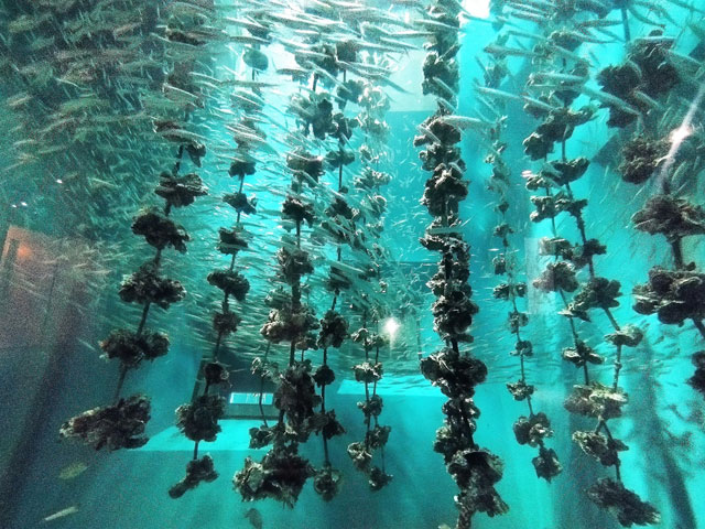 幻想的な宮島名産のカキの養殖いかだ風景/宮島水族館（広島県／廿日市）