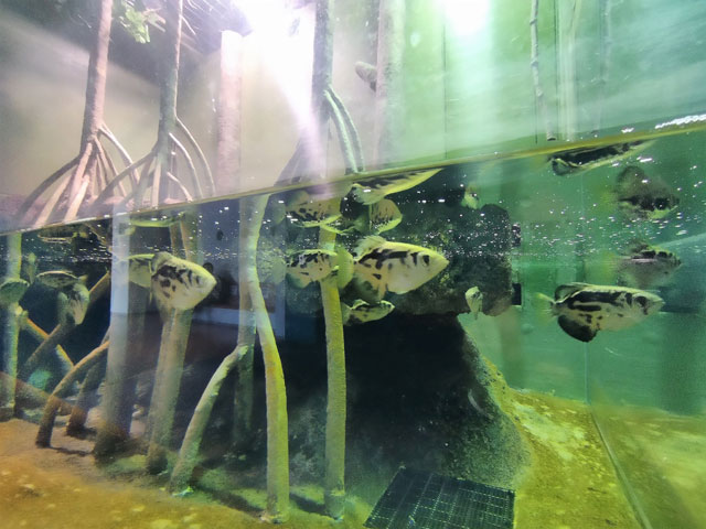 テッポウウオ/宮島水族館（広島県／廿日市）