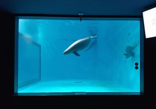 スナメリ/宮島水族館（広島県／廿日市）