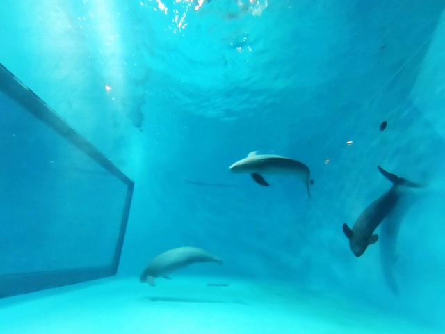 瀬戸内海唯一のほ乳類としても知られるスナメリ/宮島水族館（広島県／廿日市）