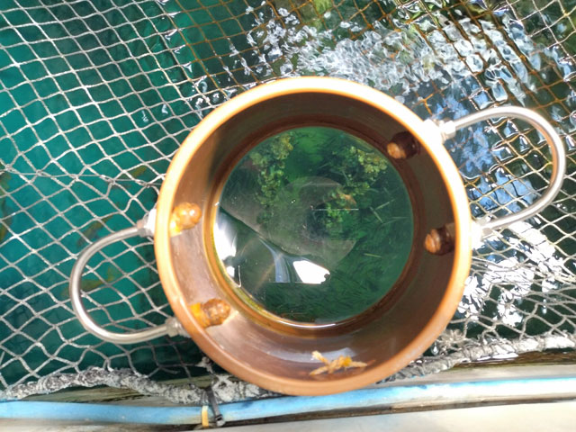 カキいかだに設置された箱メガネから海中世界をのぞける/宮島水族館（広島県／廿日市）