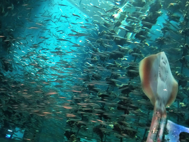 キラキラと光を乱射するカタクチイワシの群れ/宮島水族館（広島県／廿日市）