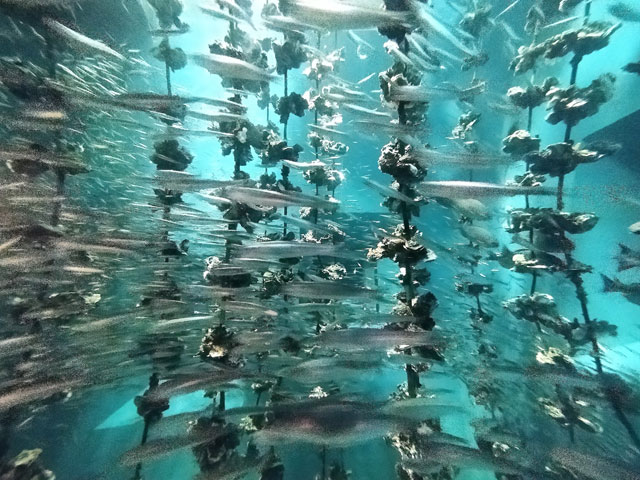 カキの養殖風景を展示/宮島水族館（広島県／廿日市）