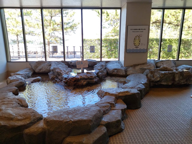 海の生き物に触ることができる「ふれあいの磯」/宮島水族館（広島県／廿日市）