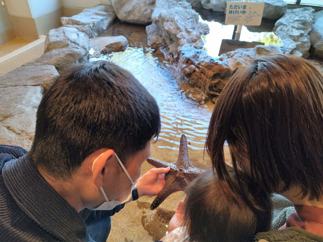 大人の顔ほどもある大きなヒトデも！/宮島水族館（広島県／廿日市）