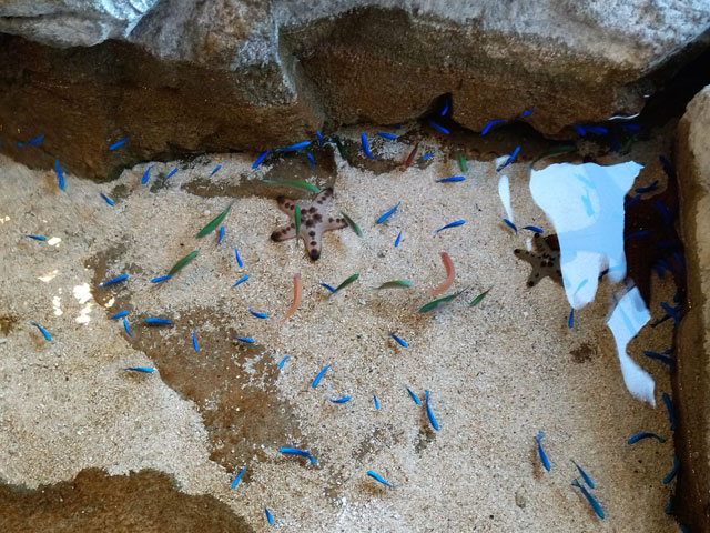 海の生き物を子どもにもわかりやすく紹介する講座も開催されている/宮島水族館（広島県／廿日市）