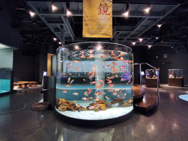 さまざまな形をした水槽の中をゆったりと泳ぐ金魚や錦鯉/宮島水族館（広島県／廿日市）