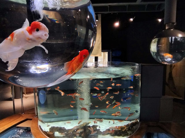さまざまな形をした水槽の中をゆったりと泳ぐ金魚や錦鯉/宮島水族館（広島県／廿日市）