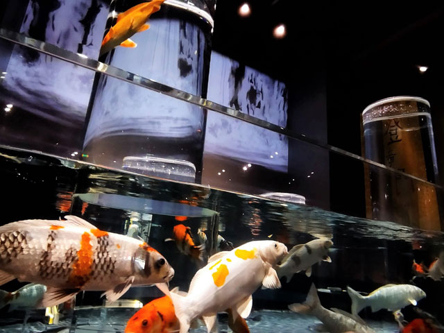 円柱形の水槽を上っていく錦鯉の姿/宮島水族館（広島県／廿日市）