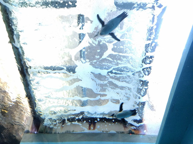 空を飛ぶように泳ぐペンギン/宮島水族館（広島県／廿日市）