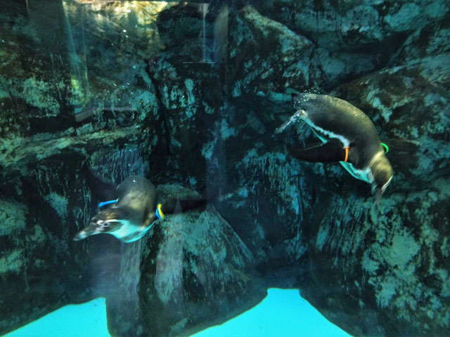 海中をすばしっこく泳ぐペンギン/宮島水族館（広島県／廿日市）