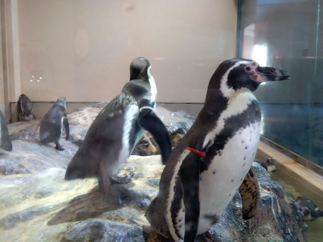 フンボルトペンギンの愛らしいさまざまな姿を見学できる「ペンギンプール」/宮島水族館（広島県／廿日市）