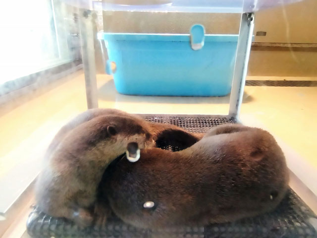 お昼寝タイムのコツメカワウソ/宮島水族館（広島県／廿日市）