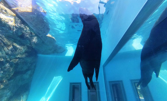 トド/宮島水族館（広島県／廿日市）