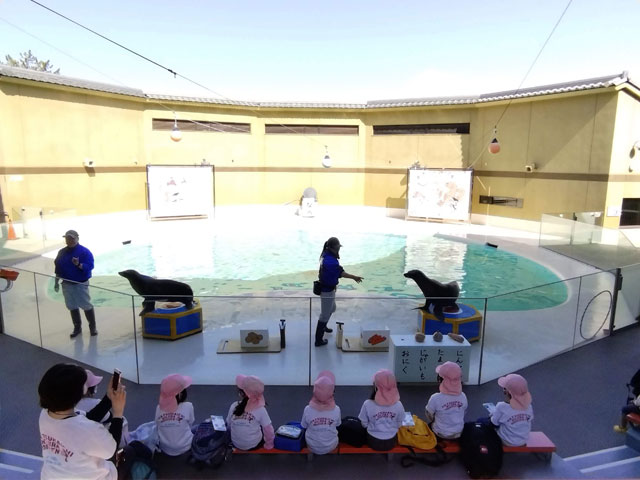 子どもたちの前に登場したアシカ君たち/宮島水族館（広島県／廿日市）