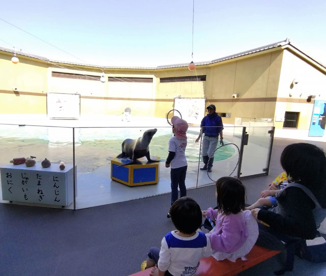 アシカライブの様子/宮島水族館（広島県／廿日市）