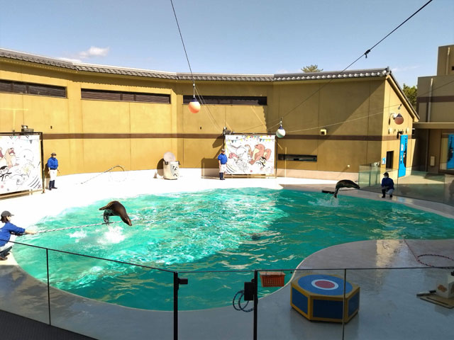 アシカライブの様子/宮島水族館（広島県／廿日市）