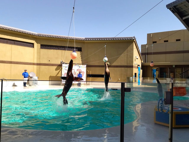 アシカライブの様子/宮島水族館（広島県／廿日市）