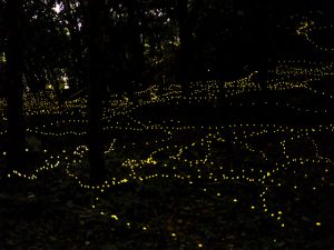 東海のホタル観賞スポット・ホタル祭り!温泉地を舞うゲンジボタルなど