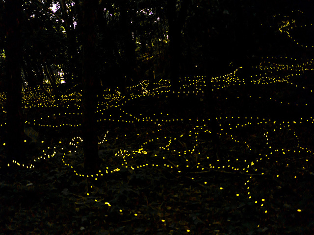 金生山明星輪寺 金生山姫螢（岐阜県）