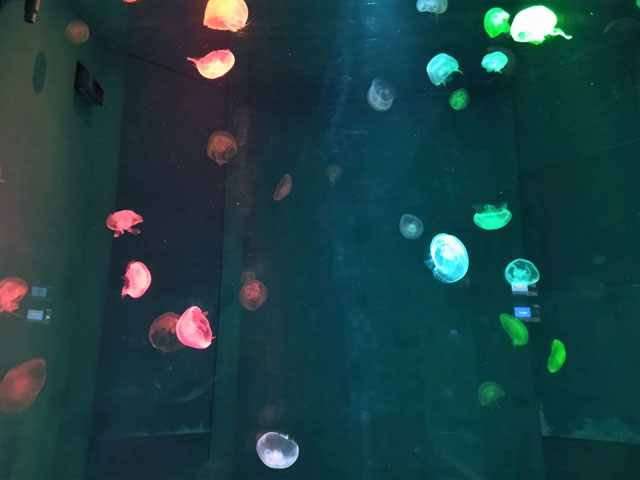 ミズクラゲが神秘的に浮遊/宮島水族館（広島県／廿日市）