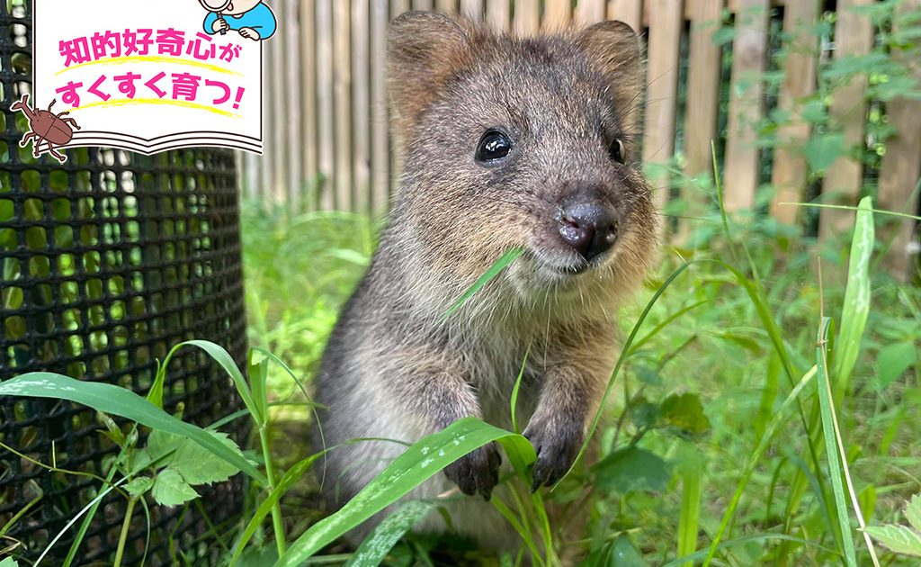 埼玉県こども動物自然公園（埼玉県）は動物が近くて感激！小動物たちを