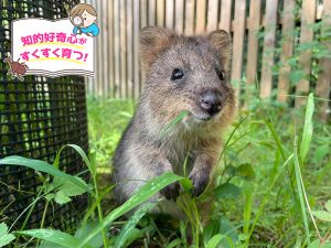 埼玉県こども動物自然公園(埼玉県)は動物が近くて感激!小動物たちを観察しよう