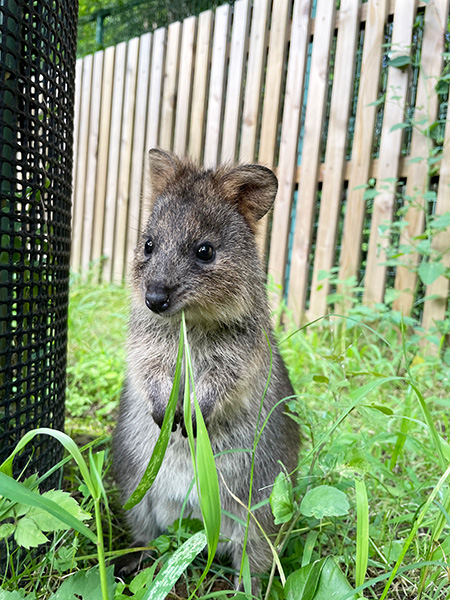 クオッカのメス「ピオニ」/埼玉県こども動物自然公園（東松山市）