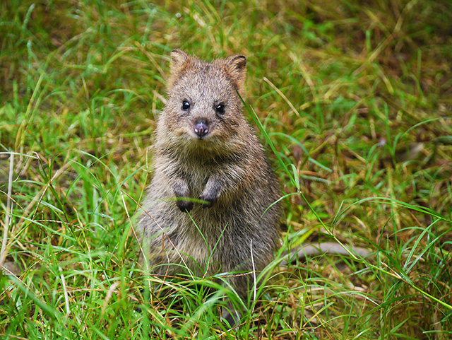 クオッカのメス「ミモザ」/埼玉県こども動物自然公園（東松山市）