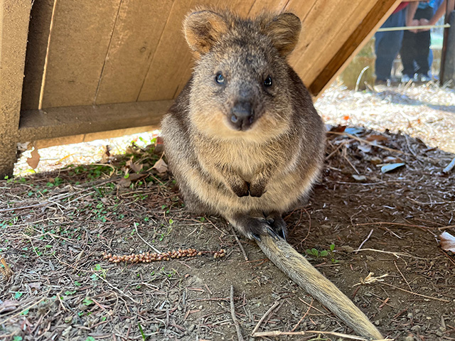 クオッカの「リコ」/埼玉県こども動物自然公園（東松山市）
