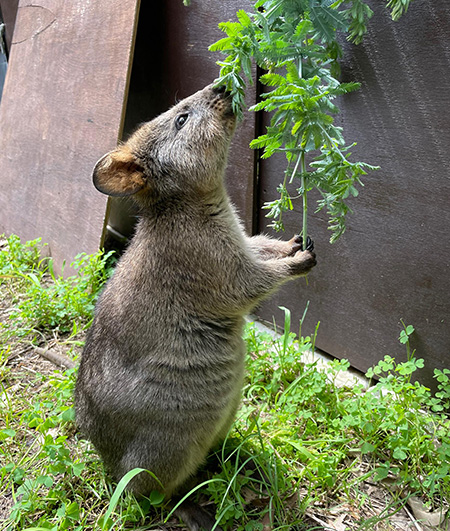 クオッカの「チャメ」/埼玉県こども動物自然公園（東松山市）