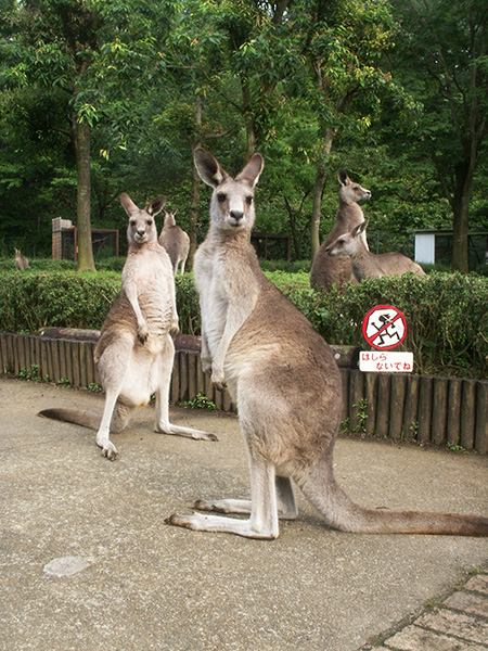 オオカンガルー/埼玉県こども動物自然公園（東松山市）