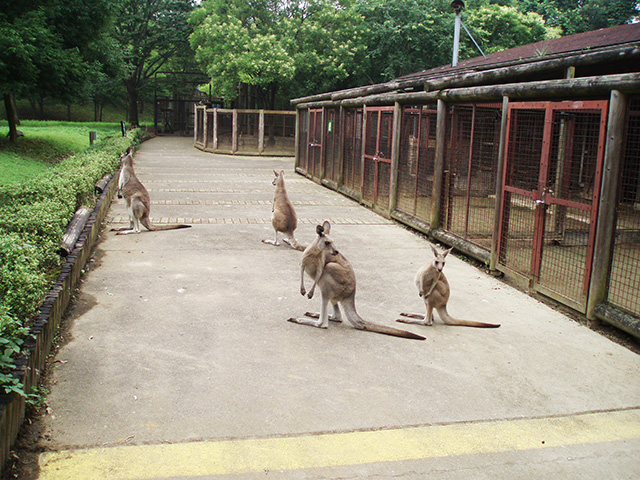 オオカンガルー/埼玉県こども動物自然公園（東松山市）
