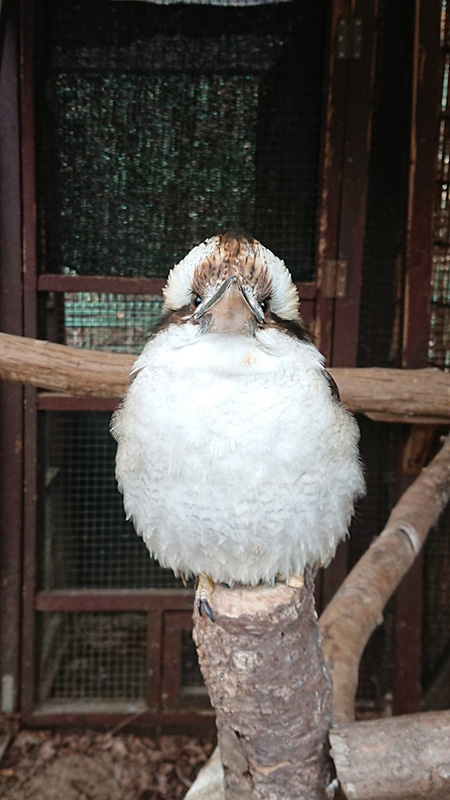 ワライカワセミ/埼玉県こども動物自然公園（東松山市）