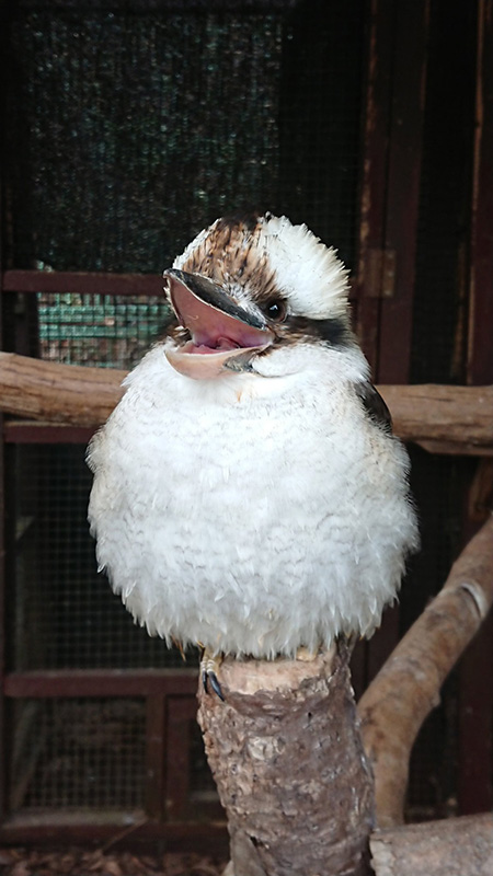 ワライカワセミ/埼玉県こども動物自然公園（東松山市）