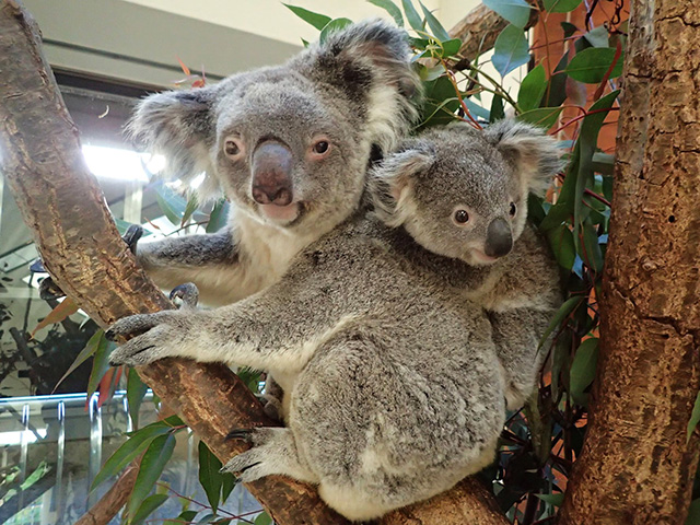 コアラのメス「ジンベラン」とメス「ミラ」/埼玉県こども動物自然公園（東松山市）