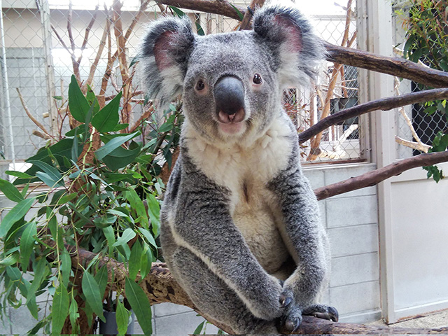 コアラのオス「ピリー」/埼玉県こども動物自然公園（東松山市）