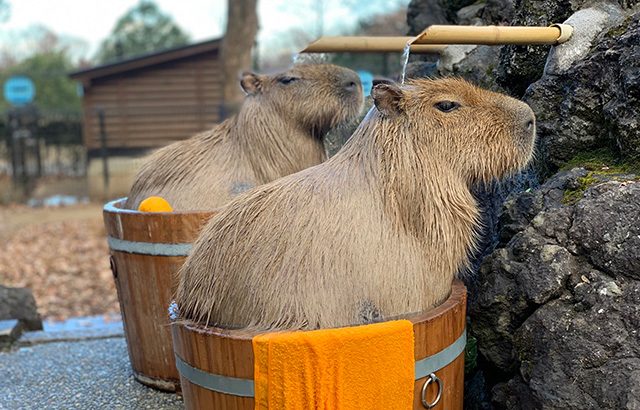 カピバラが樽風呂にはいる様子/埼玉県こども動物自然公園（東松山市）