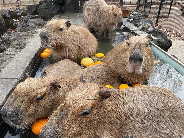 カピバラが樽風呂にはいる様子/埼玉県こども動物自然公園（東松山市）