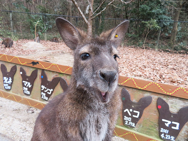 ベネットアカクビワラビー/埼玉県こども動物自然公園（東松山市）