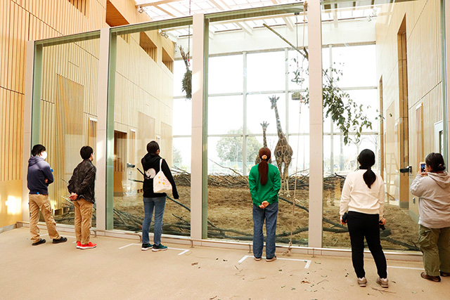 新キリン舎「キリンテラス」/埼玉県こども動物自然公園（東松山市）