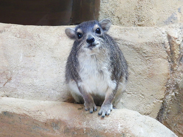 キボシイワハイラックス/埼玉県こども動物自然公園（東松山市）