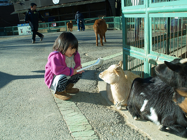 なかよしコーナーのヤギ/埼玉県こども動物自然公園（東松山市）
